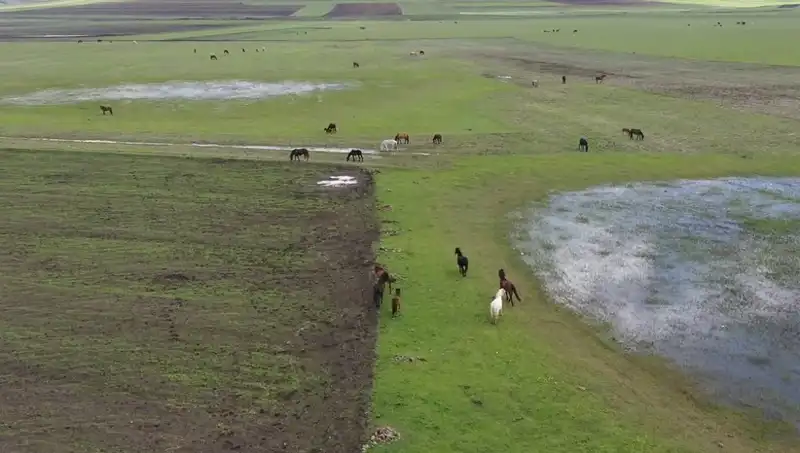 Kars'ın Büyüleyici Doğasında Yılkı Atlarının Göz Kamaştıran Dansı