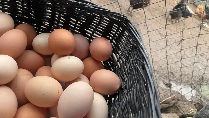 Okullar Açılırken Yükselen Protein Fiyatları: Ucuz Alternatifler Neler?