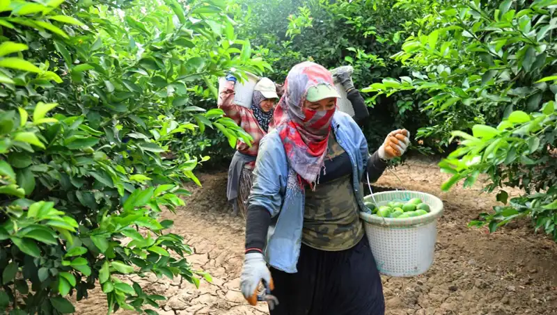 Market Fiyatları Pahalı: 150 Lirayı Aşan Ürünlerin Hasadı Başladı!