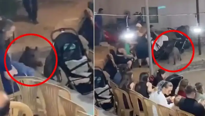 Düğün Töreninde Yaban Domuzu Paniği: Anlık Kaos ve Eğlenceli Anılar