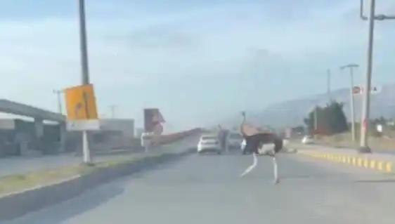 Trafikte Deve Kuşu Görülmesi: Sürücüler Şaşkın!