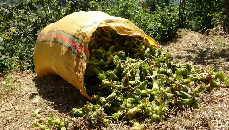 Giresun'da Fındık Hasadı Başladı: Üreticilerin Yüzleri Gülüyor