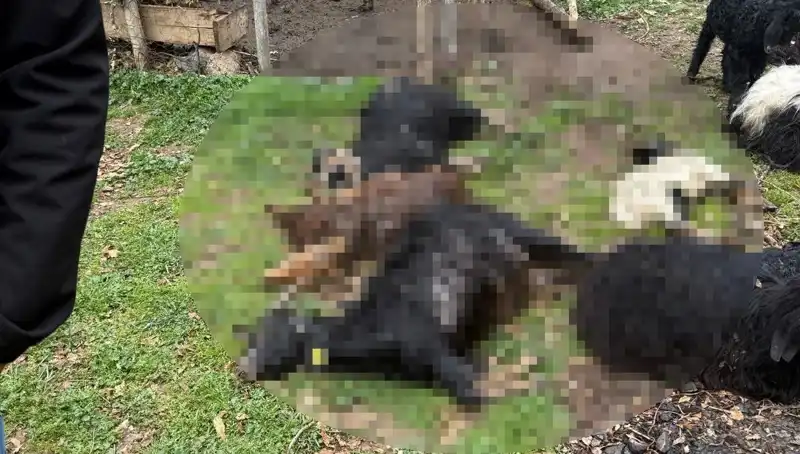 Sahipsiz Köpeklerin Saldırısı: 18 Keçiyi Öldürdü, Tedirginlik Yarattı!