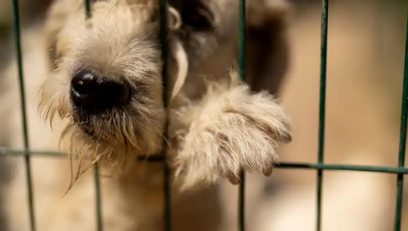 İş Stresi Sadece İnsanları Vurmuyor: Köpekler de Etkileniyor!