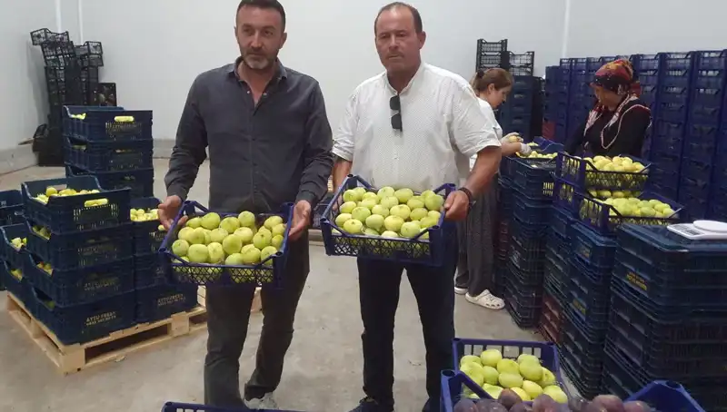 Mersinli Çiftçinin Yüzü Güldü: Fıstık İhracatında Rekor Fiyatlar