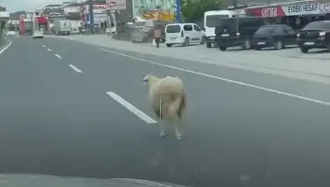 Yalova'da Kurbanlık Hayvan Kaçışı, Trafik Kaosuna Neden Oldu