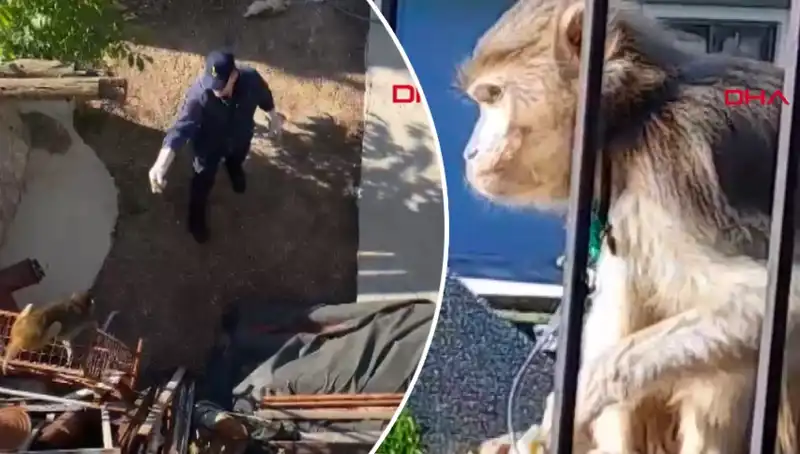 Muğla'da Eşsiz Bir Eğlence: Maymunu Kovalayan Mahalleli!