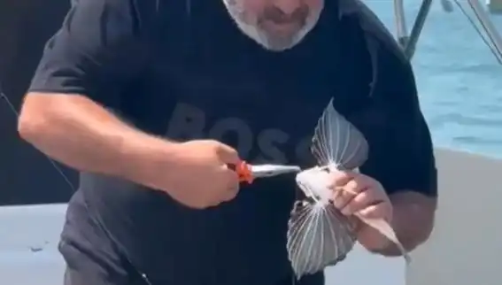 Saros Koyu'nda Nadir Kırlangıç Balığı Oltaya Takıldı, Balıkçıları Şaşırttı!