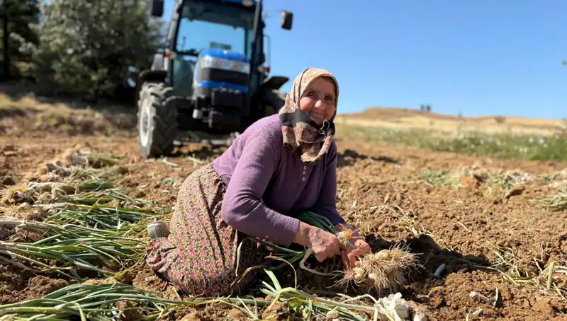 Dünyanın En Zengin Selenyumlu Tarım Ürünü: Tarladan Bin 200 Liraya!