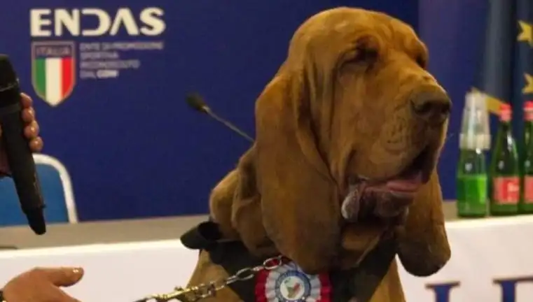 Arama Köpeğine Suikast: Çivili Sosisle Hayatına Son Verildi