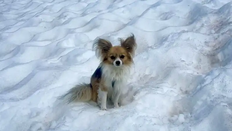 Buzul Yarığında Mahsur Kalan Adamı Cesur Köpeği Kurtardı