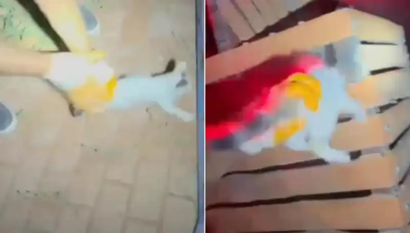Gece Yarısı İtfaiye Ekipleri Kedi Kurtarma Operasyonu Düzenledi!
