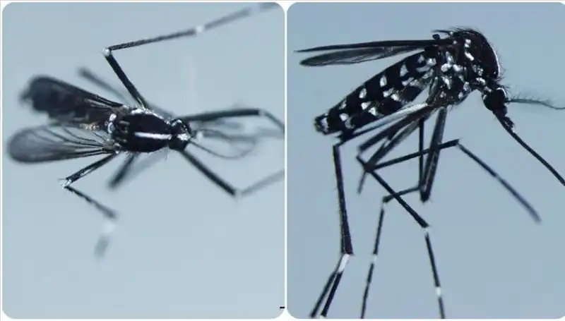 Chikungunya Virüsü: Tehlikeli Hastalık ve Küresel Yayılma Durumu