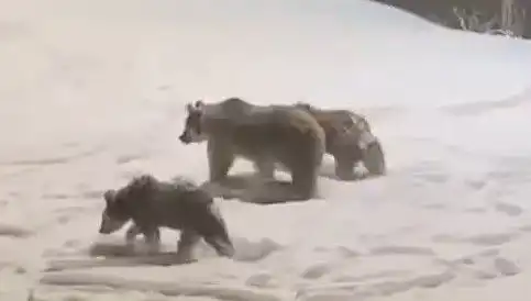 Anne Ayı ve Yavrusunun Yiyecek Arayışındaki Macerası